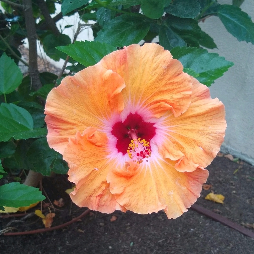 Meet your Posher, Petrie